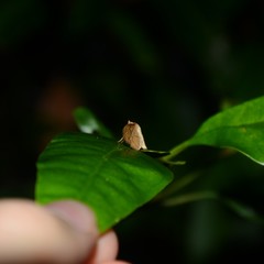 Hypolamprus ypsilon