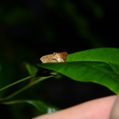 Hypolamprus ypsilon