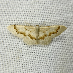 Idaea iodesma