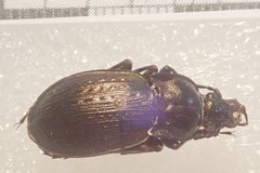 Carabus vagans