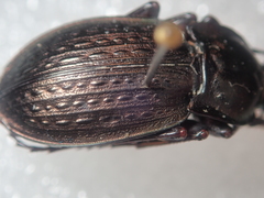 Carabus vagans