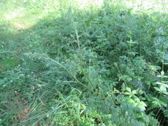 Artemisia tanacetifolia