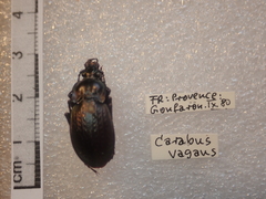 Carabus vagans