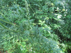 Artemisia tanacetifolia