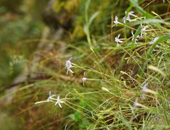 Lithotoma axillaris