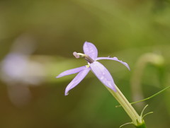 Lithotoma axillaris