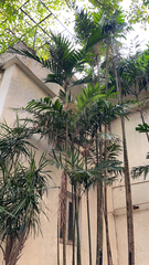 Dypsis lutescens