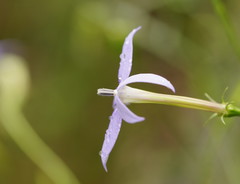 Lithotoma axillaris
