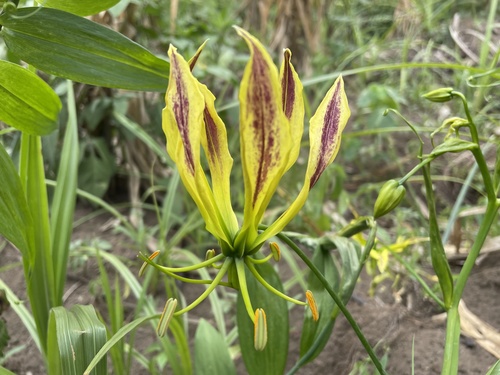 Gloriosa image