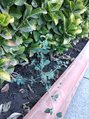 Chenopodium vulvaria