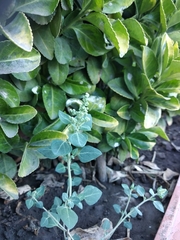 Chenopodium vulvaria