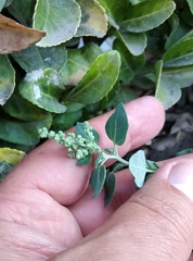 Chenopodium vulvaria