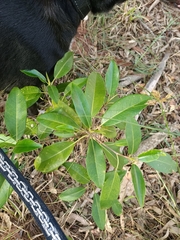 Magnoliopsida