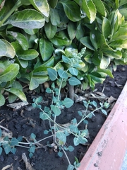 Chenopodium vulvaria