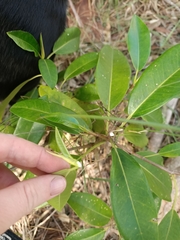 Magnoliopsida