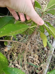 Magnoliopsida
