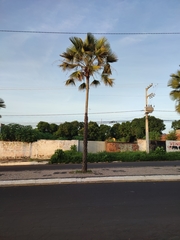 Copernicia prunifera