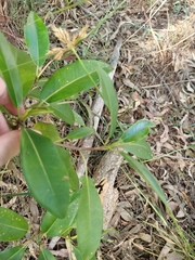 Magnoliopsida
