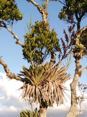 Vriesea gigantea