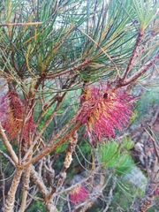 Melaleuca georgei