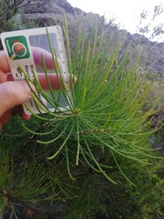 Melaleuca georgei