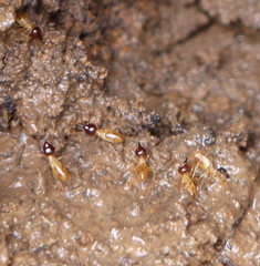 Nasutitermes exitiosus