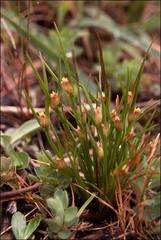 Centrolepis aristata