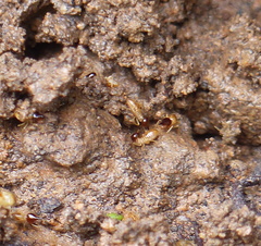 Nasutitermes exitiosus