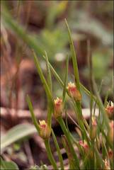 Centrolepis aristata