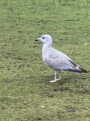 Larus argentatus