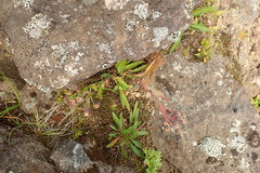 Erigeron acris kamtschaticus