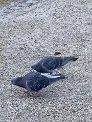 Columba livia