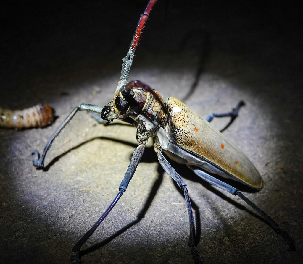 Mango-tree Longicorn Borer from Dosdewa Forest trail on November 30 ...