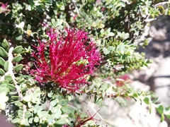 Melaleuca anisandra
