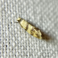 Psaroxantha basilica