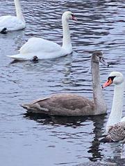 Cygnus olor