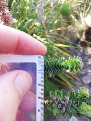 Melaleuca transversa