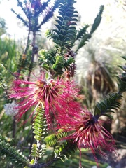Melaleuca transversa