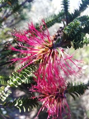 Melaleuca transversa