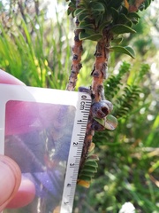 Melaleuca transversa