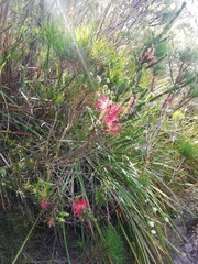 Melaleuca transversa