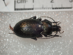 Carabus vagans