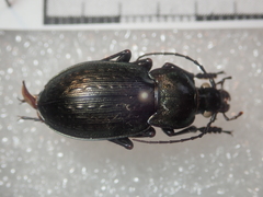 Carabus vagans