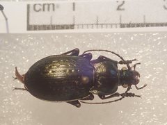 Carabus vagans