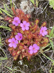 Drosera collinsiae