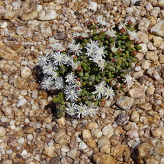 Drosanthemopsis diversifolia