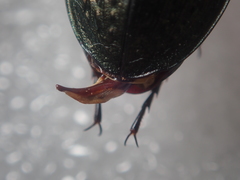 Carabus vagans