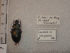 Carabus vagans