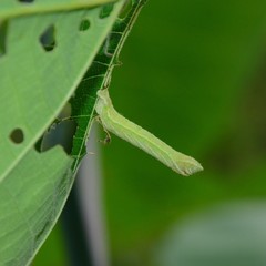 Pingasa chlora