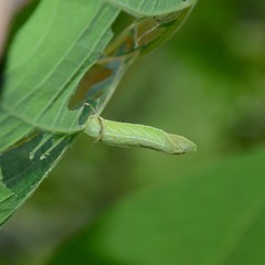 Pingasa chlora